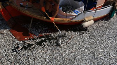 Τα μέτρα στήριξης για τις επιχειρήσεις που πλήττονται λόγω των νεκρών ψαριών στον Παγασητικό