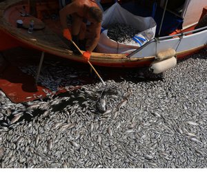 Τα μέτρα στήριξης για τις επιχειρήσεις που πλήττονται λόγω των νεκρών ψαριών στον Παγασητικό