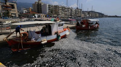 Βόλος: Καθάρισε από τα νεκρά ψάρια ο Παγασητικός – ΒΙΝΤΕΟ 