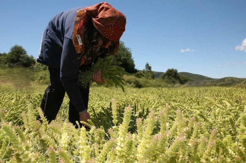 Τα μέτρα στήριξης στους αγρότες 