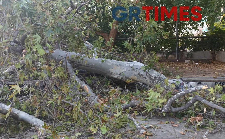 Του έπεσε ο πλάτανος στο κεφάλι ενώ καθόταν στο παγκάκι - ΒΙΝΤΕΟ
