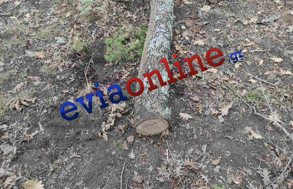 Εργατικό δυστύχημα στην Εύβοια – Νεκρός 35χρονος δασεργάτης