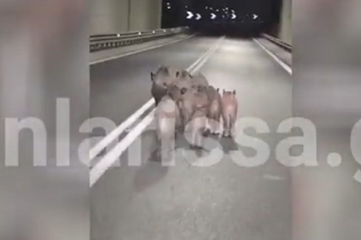 Λάρισα: Αγέλη αγριογούρουνων στη μέση του δρόμου στην παλιά εθνική – ΒΙΝΤΕΟ