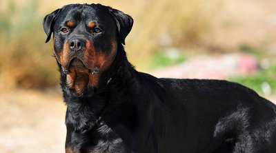 Θεσσαλονίκη: Σκύλος επιτέθηκε και τραυμάτισε 2 ανηλίκους – Συνελήφθη η ιδιοκτήτρια 