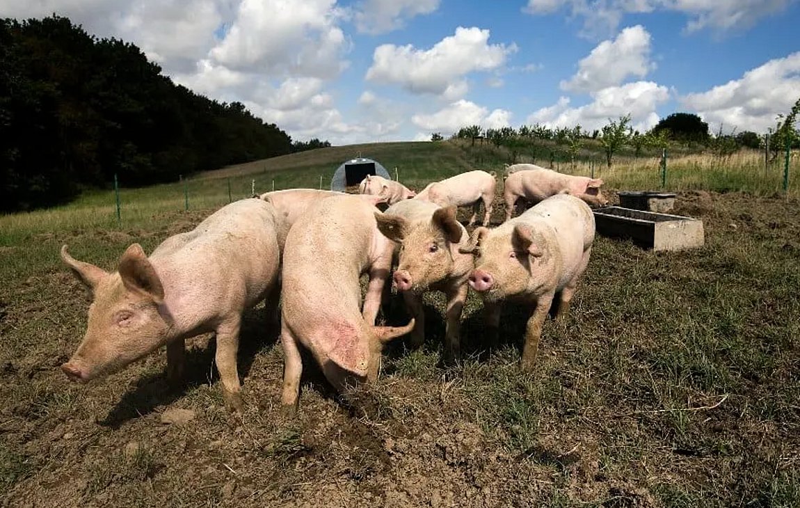 Δανία: Επιστήμονες ανέπτυξαν έναν αλγόριθμο που «ερμηνεύει» τη γλώσσα των γουρουνιών