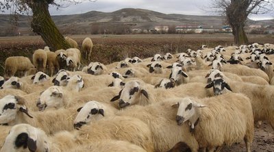 Ευλογιά των προβάτων: Σε ποιες περιφέρειες εφαρμόζονται νέα μέτρα και σε ποιες αίρονται