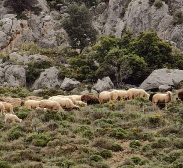 ΟΠΕΚΕΠΕ: Μέχρι 15/11 η απογραφή των αιγοπροβάτων για ενταγμένους στην βιολογική κτηνοτροφία