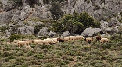 ΟΠΕΚΕΠΕ: Μέχρι 15/11 η απογραφή των αιγοπροβάτων για ενταγμένους στην βιολογική κτηνοτροφία