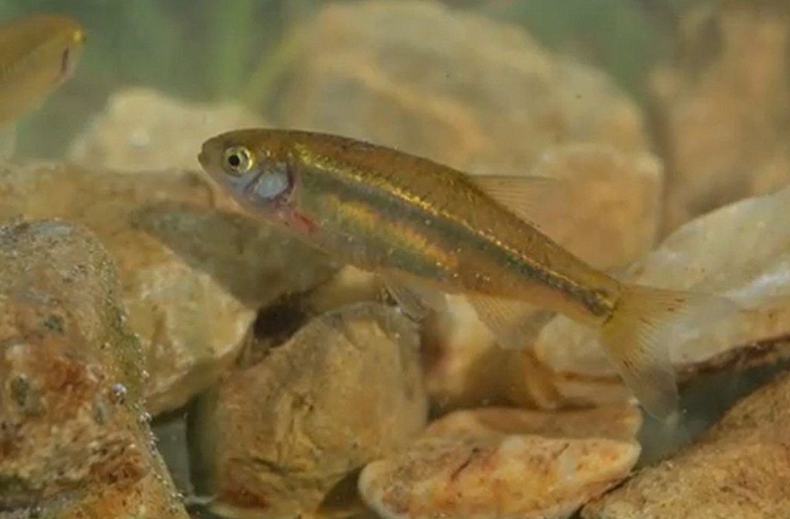 Πώς το αττικόψαρο μπλοκάρει τα αντιπλημμυρικά έργα στην Αττική