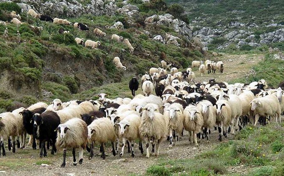 Ευλογιά προβάτων: Παράτηση των μέτρων για την αντιμετώπισή της ανακοίνωσε το ΥΠΑΑΤ