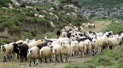 Ευλογιά προβάτων: Παράτηση των μέτρων για την αντιμετώπισή της ανακοίνωσε το ΥΠΑΑΤ