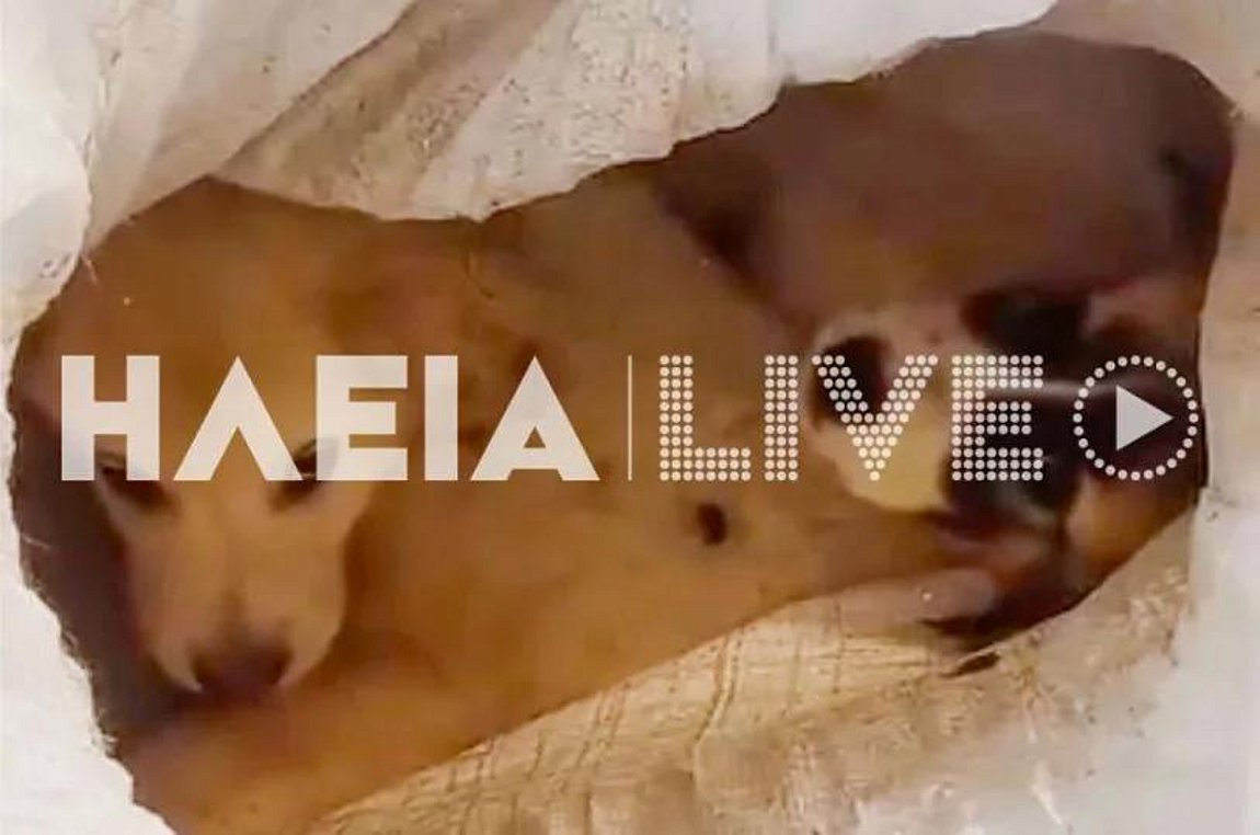 Ηλεία: Πέταξαν κουτάβια μέσα σε τσουβάλια