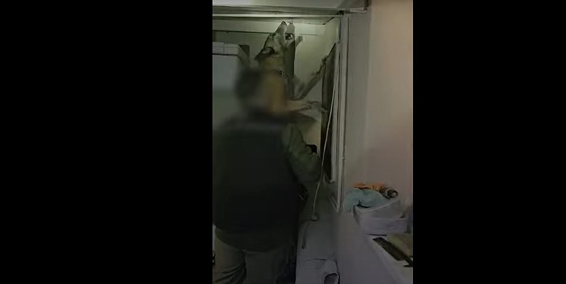 ΕΛ.ΑΣ: Η στιγμή που αστυνομικός σκύλος «ξετρυπώνει» ναρκωτικά – ΒΙΝΤΕΟ