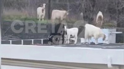 Λασίθι: Κοπάδι με πρόβατα έκανε... «κατάληψη» σε σπίτι - ΒΙΝΤΕΟ