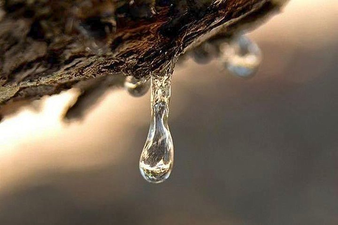 Μαστίχα Χίου: “Φάρμακο” για το λίπος στο συκώτι