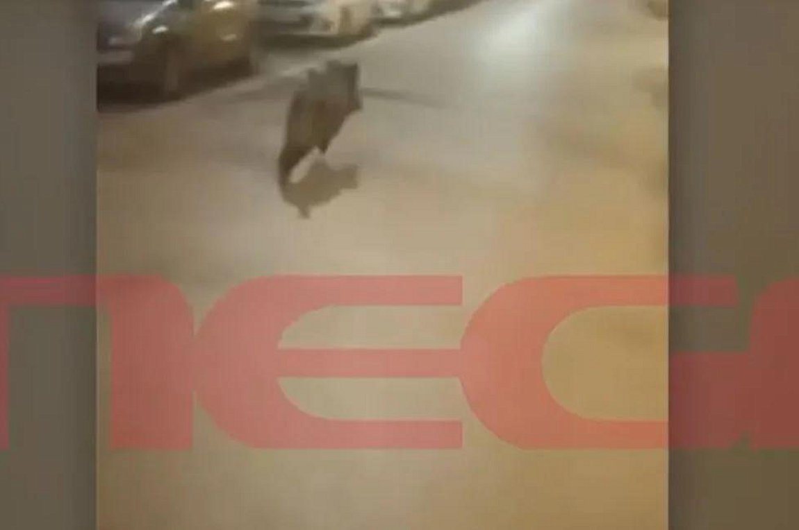 Αγριογούρουνο έκανε βόλτες στο κέντρο της Θεσσαλονίκης – ΒΙΝΤΕΟ